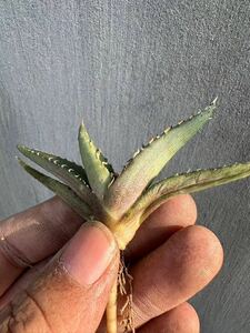 【GAR園藝】T-29 特選 アガベ 多肉植物 チタノタ帝君 浅中斑 agave emperor 極上強棘 狂刺 背棘 激レア高級品種 TC株 激レア！