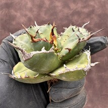 【Lj_plants】H92 アガベ　チタノタ[AGAVE TITANOTA owl] 猫耳鷹 梟 極上強棘 厳選超デブ美株_画像8