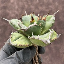 【Lj_plants】H92 アガベ　チタノタ[AGAVE TITANOTA owl] 猫耳鷹 梟 極上強棘 厳選超デブ美株_画像7