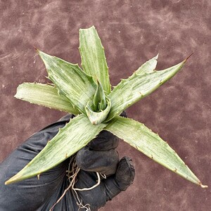 【Lj_plants】H28 アガベ スノ-デビル 極上斑です Agave deserti v. simplex variegata Snow Devil 極上美株付子株2株同梱