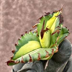 【Lj_plants】H52 アガベ チタノタ 狂刺夕映 極上斑入り 黄中斑 美株