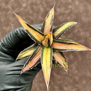 【Lj_plants】H73 多肉植物 アガベ　ヴィクトリアレジーナ サンキング 極上斑入り 美株 