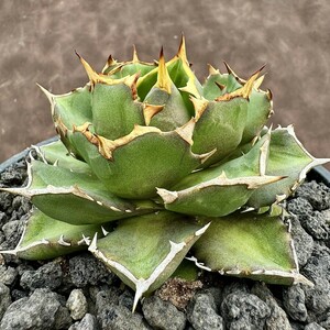 【Lj_plants】H80 アガベ チタノタ 皇帝 ‘Emperor’ 強棘 極上美株 激レア！ 限定株