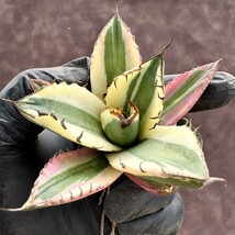 【Lj_plants】H33 アガベ チタノタ　スナグルトゥース 極上斑 覆輪錦 綺麗株_画像1