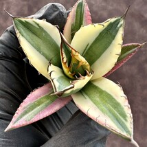 【Lj_plants】H33 アガベ チタノタ　スナグルトゥース 極上斑 覆輪錦 綺麗株_画像4