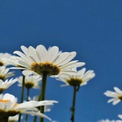 シャスターデージー　花の種 