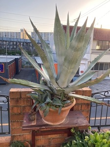 * agave monkey mi hole *Agave Salmiana* 7 centimeter *