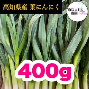 高知県産【高級食材♪葉ニンニク】400g 産地直送 野菜 農家直送 M