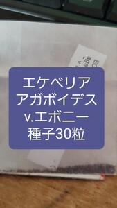 エケベリア　アガボイデス v.エボニー　種子30粒