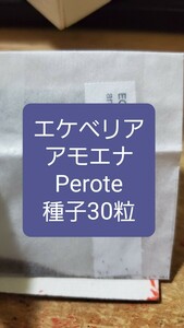 エケベリア　アモエナ, Perote 種子30粒