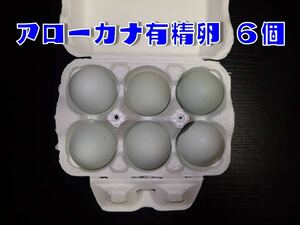  less tail series Arrow kana have . egg 6 piece * meal for *