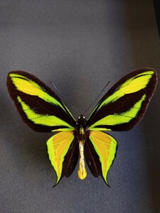蝶 標本 ゴクラクトリバネアゲハ