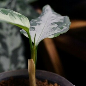 アグラオネマ ピクタム '氷輪白鵠' ひょうりんびゃっこう LA便 ネームド 増殖株 Aglaonema pictumの画像8