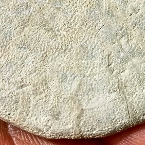 エンコペタ ミアミエンシス ⑥ フロリダ ウニの化石 の画像6