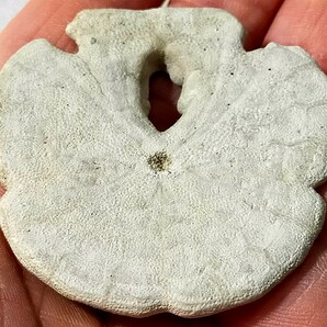 エンコペタ ミアミエンシス ⑥ フロリダ ウニの化石 の画像4
