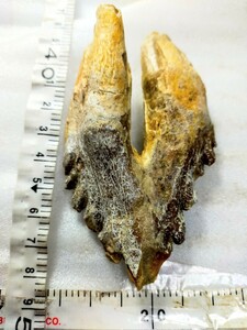ドルトン　19 西サハラ　初期のクジラの歯