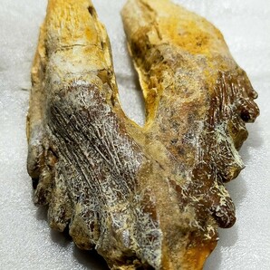 ドルトン 19 西サハラ 初期のクジラの歯の画像2