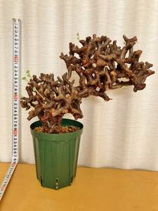 良型　Pelargonium mirabile　ペラルゴニウム・ミラビレ　発根済み　葉芽たくさん　塊根植物　コーデックス　現地　グラキリス、パキプス