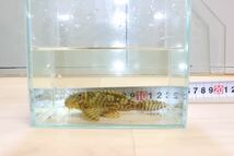 キンペコ　ブリード約２年買い込み個体　成魚　2匹セット_画像6