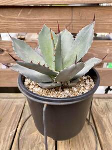 Agave parryi var. truncata 実生株 アガベ パリー トランカータ 検索: コーデックス 塊根 マンガベ パキポディウム パキプス ホリダス