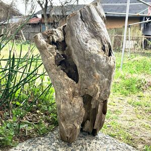  Japan sea. hole driftwood {TAR}48.×25×19.* search * display * aquarium * all sorts breeding for material * Pal dalium decorative plant * interior *3.8Kg