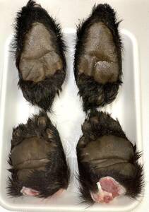 【ジビエ】ツキノワグマ　熊の手足　１頭分　４個　計９４０ｇ　鮮度最高　食品用