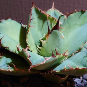 【319】アガベ チタノタ ナンバーワン錦 ミニラン鉢3号　Agave titanota No. 1錦