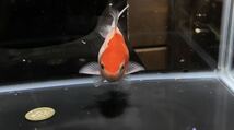 【アクアヒーリング　プレアデス】　金魚　玉サバ　7_画像3