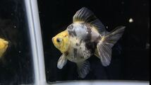 【アクアヒーリング　プレアデス】　金魚　後藤養魚場産　ダルマ琉金　ショートテール琉金　白黒琉金　3_画像1