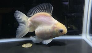 【アクアヒーリング　プレアデス】　金魚　薩摩産　ダルマ琉金　ショートテール琉金　2 シルク　白