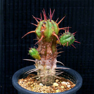 【温室整理SALE】ユーフォルビア・フェロックス Euphorbia ferox 勇猛閣 ∂∂∂