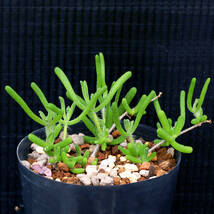 ドロサンテムム・ヒスピドゥム Drosanthemum hispidum 盆栽仕立てにできる匍匐メセン ∂∂∂_画像1