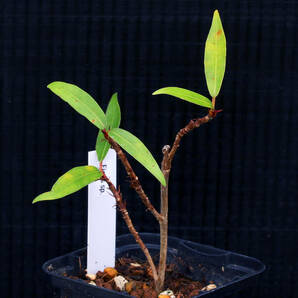 フィカスsp 参考画像あり 東南アジア産不明種 Ficus sp.neriifolia salicaria ∂∂∂の画像1