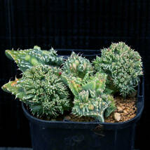 【温室整理SALE】フォーカリア 狂乱怒涛 Faucaria 'Kyouran-Dotou' ∂∂∂_画像2