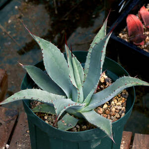 【温室整理SALE】アガベ・ファチューケンシス ウェイクフィールド Agave parryi huachucensis 'Wakefield' ∂∂∂