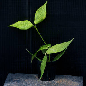 【温室整理SALE】ホヤ・ポリネウラ Hoya polyneura 原種 ∂∂∂