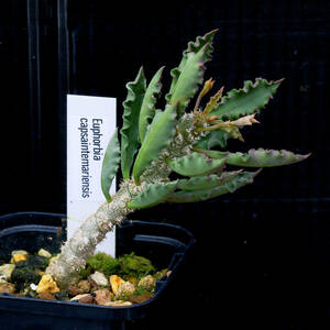 ユーフォルビア・カプサインテマリエンシス Euphorbia cap-saintemariensis ∂∂∂