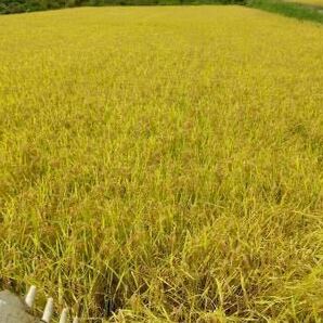 ☆令和５年産　長野県飯綱町（旧三水村）産コシヒカリ　玄米20kg☆