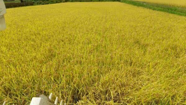 ☆令和５年産　長野県飯綱町（旧三水村）産コシヒカリ　玄米20kg☆