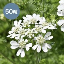 匿名配送 オルレア グランディフローラ 種50粒 白い花 花の種 オルラヤ_画像1