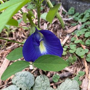 匿名配送 一重 バタフライピー 種30粒 青い花 つる性 グリーンカーテン