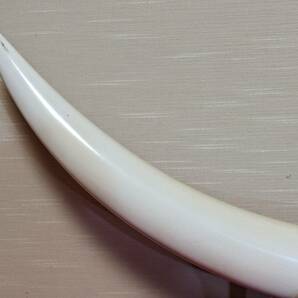 牙 一本物 一本牙 白材芯料 天然素材 象牙風 全長約102cm 重量約11.135㎏ オブジェ 裏蓋付 （34-1）の画像2