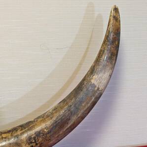 牙 一本物 一本牙 白材芯料 天然素材 象牙風 全長約96cm 重量約13㎏ オブジェ （30-4）の画像2