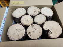 【雑虫処理済】コナラ産卵木(送料無料) クワガタ飼育　A-004_画像3