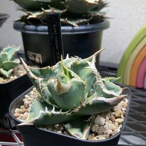 希少種 台湾産 Agave titanota 大白鯊 ホオジロザメ子株 発根済 /アガベチタノタ黒鯨鳳凰赤猫シーザー海王煉獄SADハデス