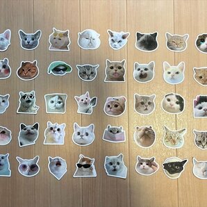 【即日発送】猫ミーム ステッカー 1枚 シール 驚きの画像2