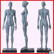 人体モデル 女 グレー スタンド付き 1:6 彫刻 ペインティング 人体筋肉 約30cm 11インチ 人体模型 189_画像2