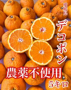 デコポン　愛媛県産　無農薬　5キロ　不知火　みかん　①