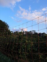 送料込♪5キロ箱♪果汁たっぷり濃厚なカラ♪三重県御浜町阿田和♪南紀_画像3