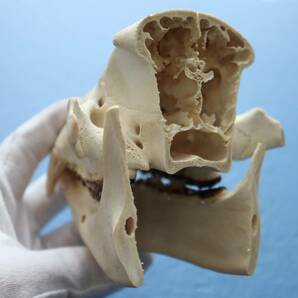 ツキノワグマ 頭蓋骨・頭骨ハーフ 貴重 マタギ捕獲の画像9